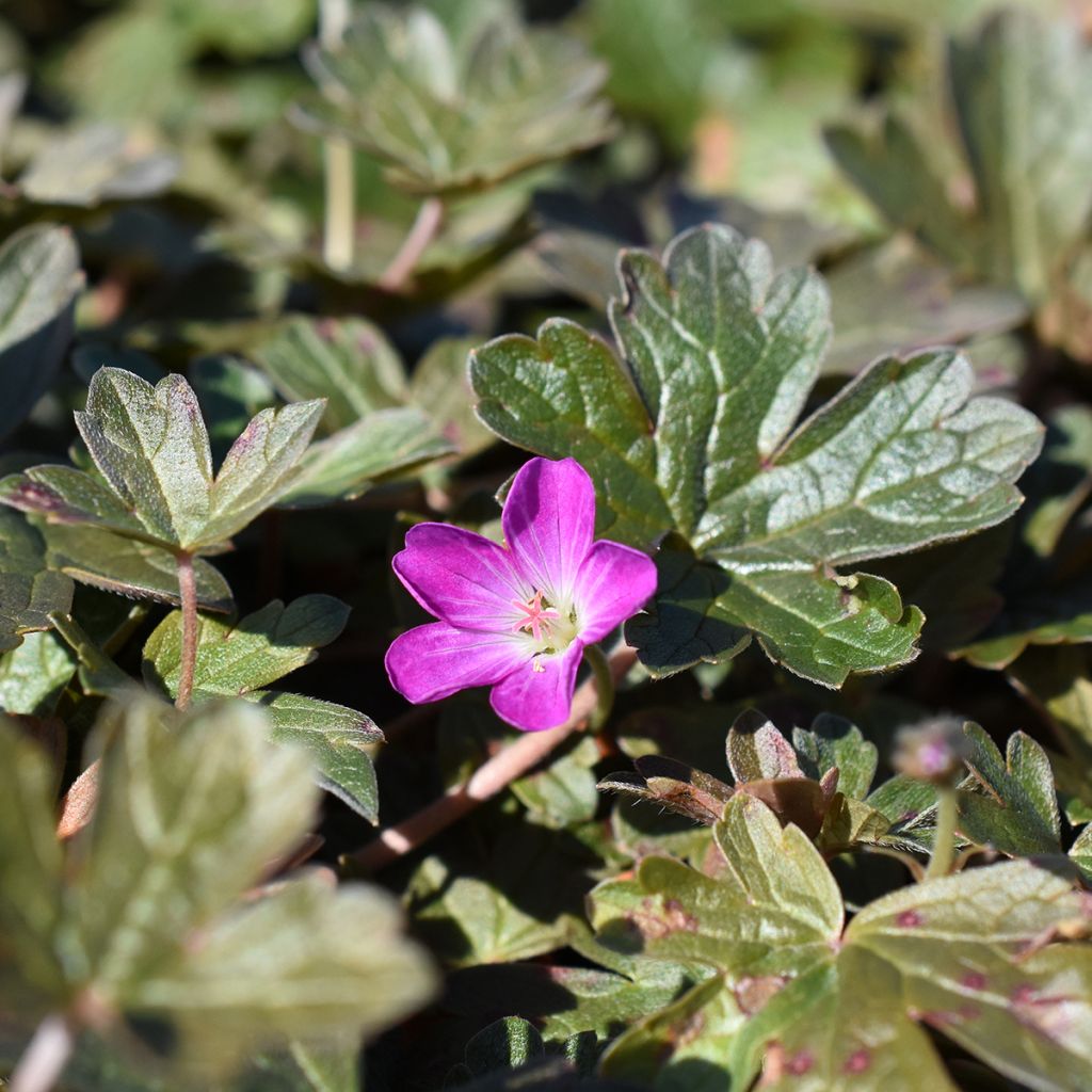 Geranium oxonianum Orkney Cherry