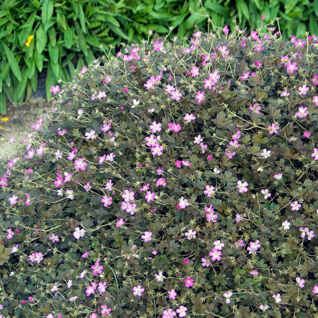 Geranium oxonianum Orkney Cherry