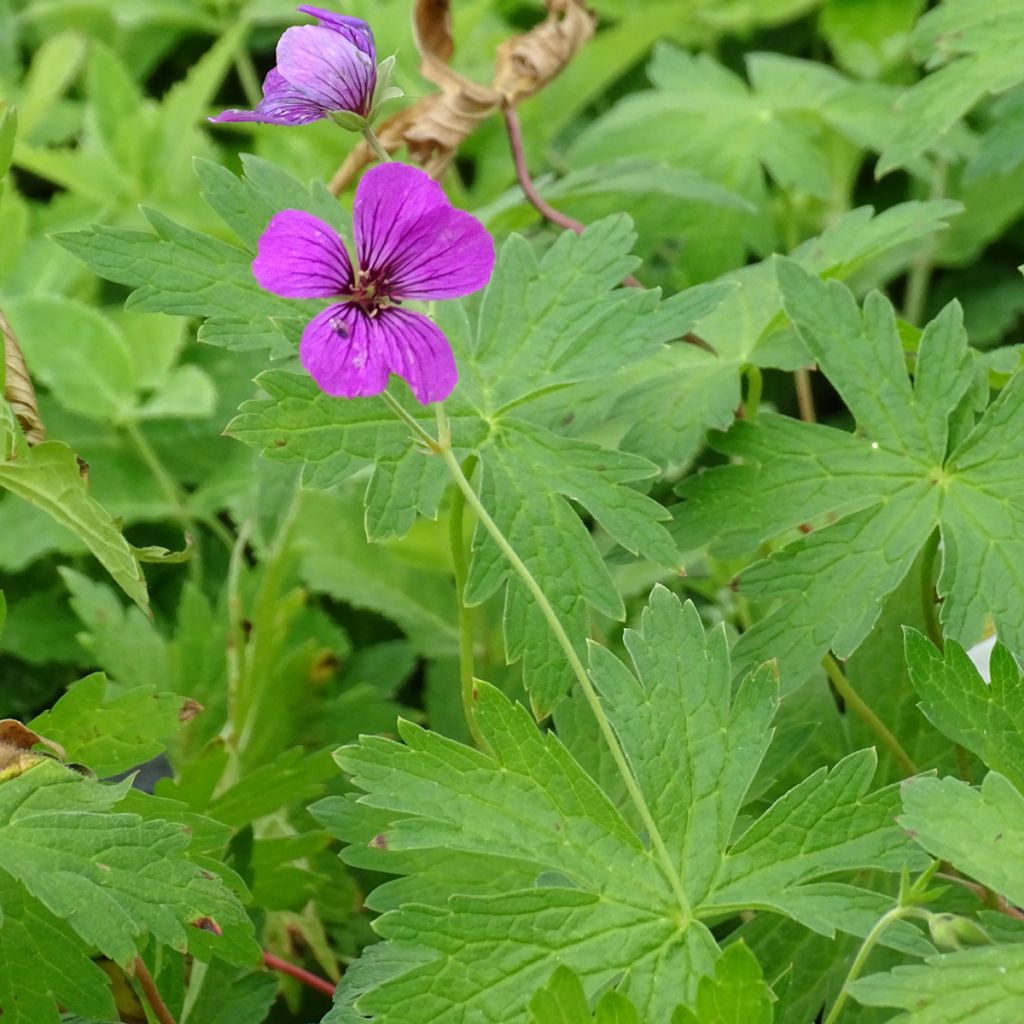 Géranium vivace Patricia