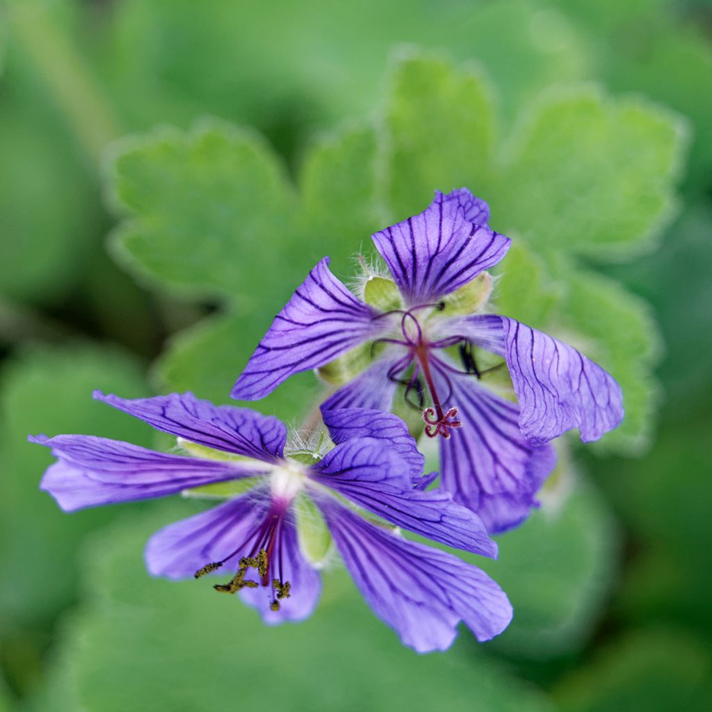 Geranium renardii Philippe Vapelle