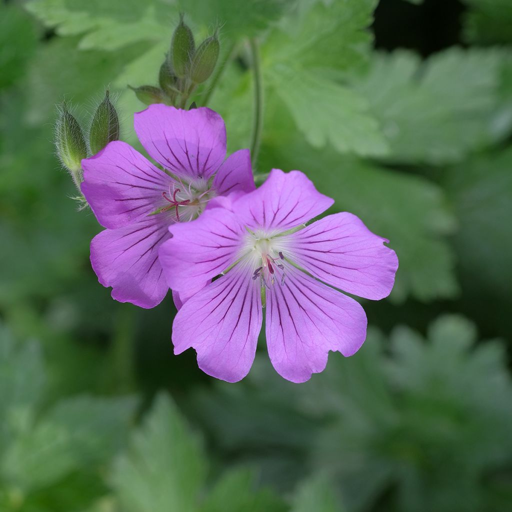 Geranium Sirak