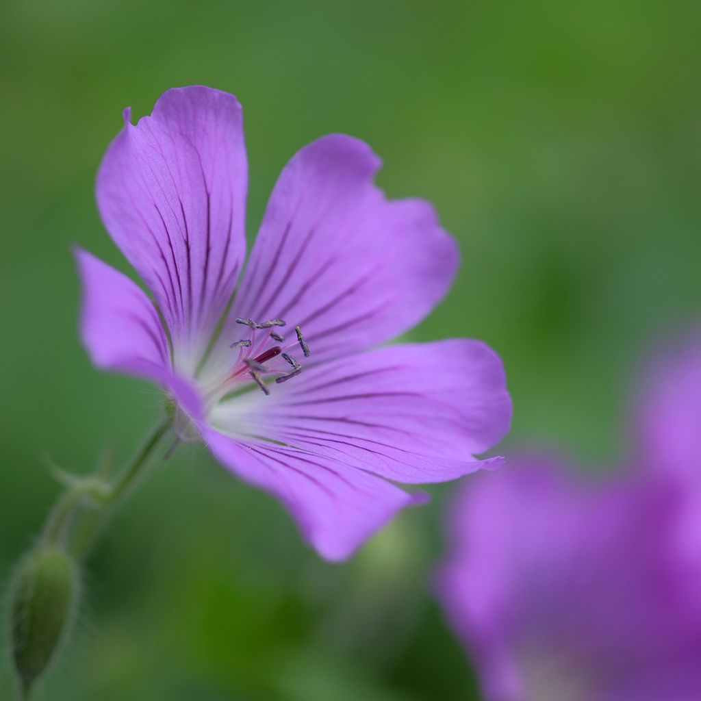 Geranium Sirak