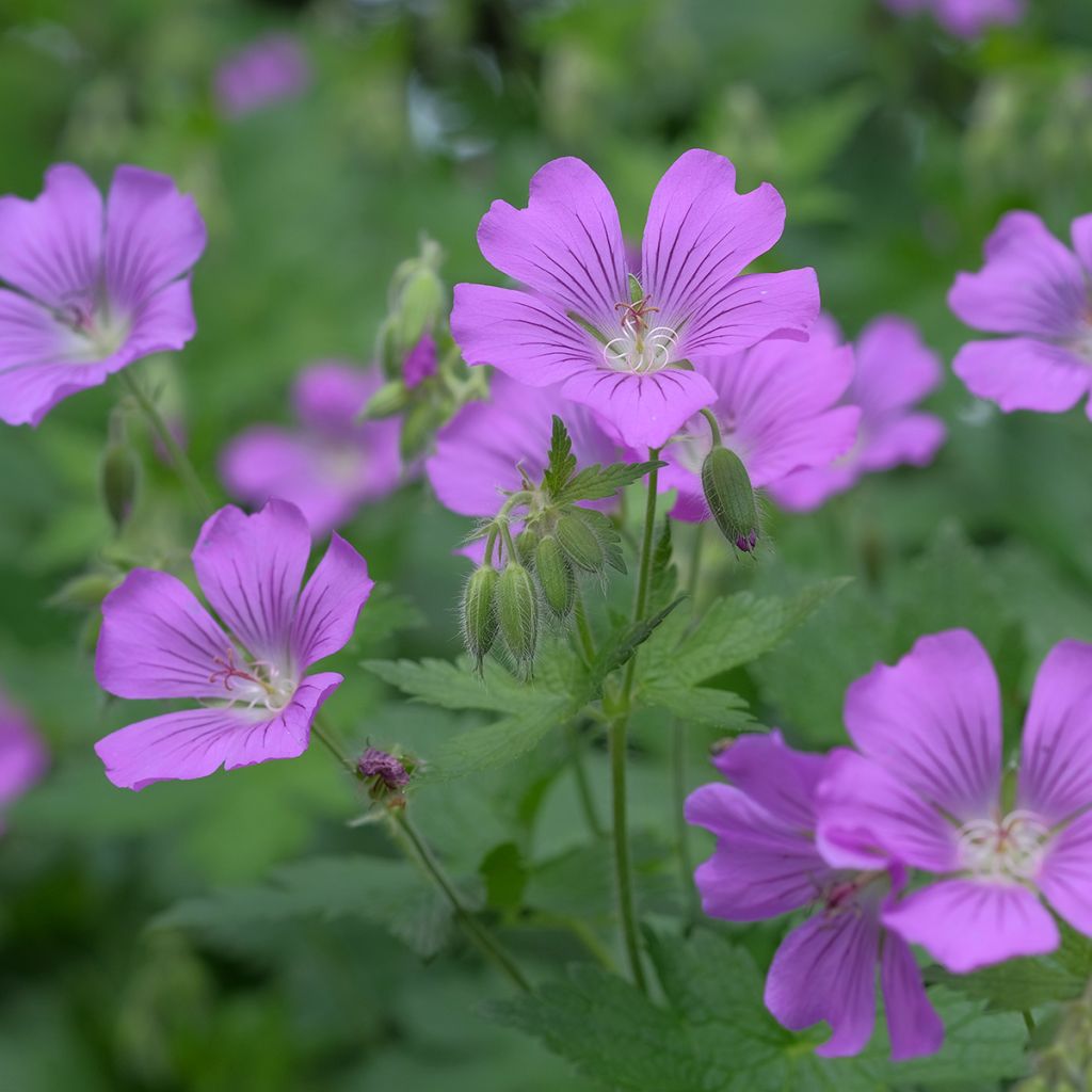 Geranium Sirak