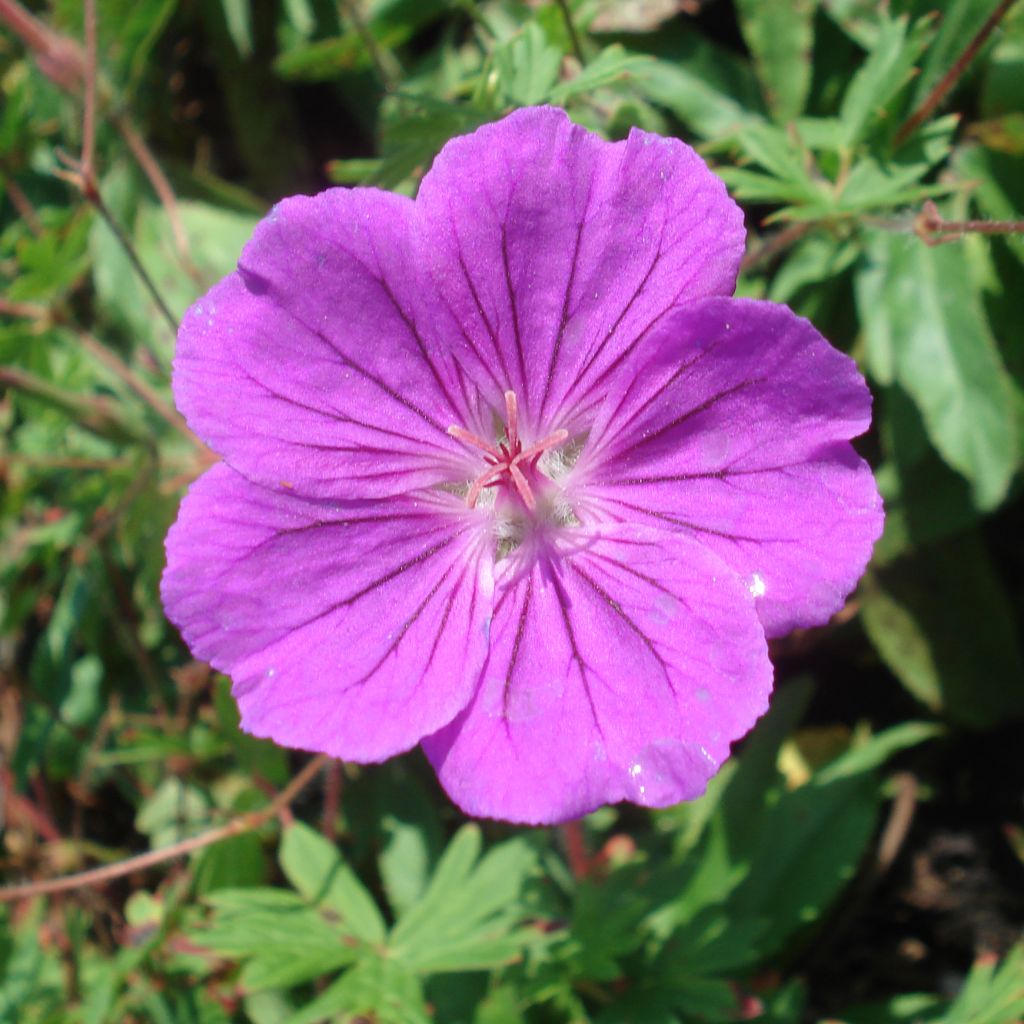 Geranium vivace Tiny Monster - Géranium hybride rose vif veiné de rouge sombre.