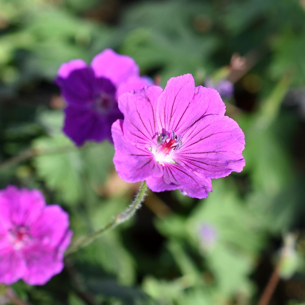 Geranium Tiny Monster