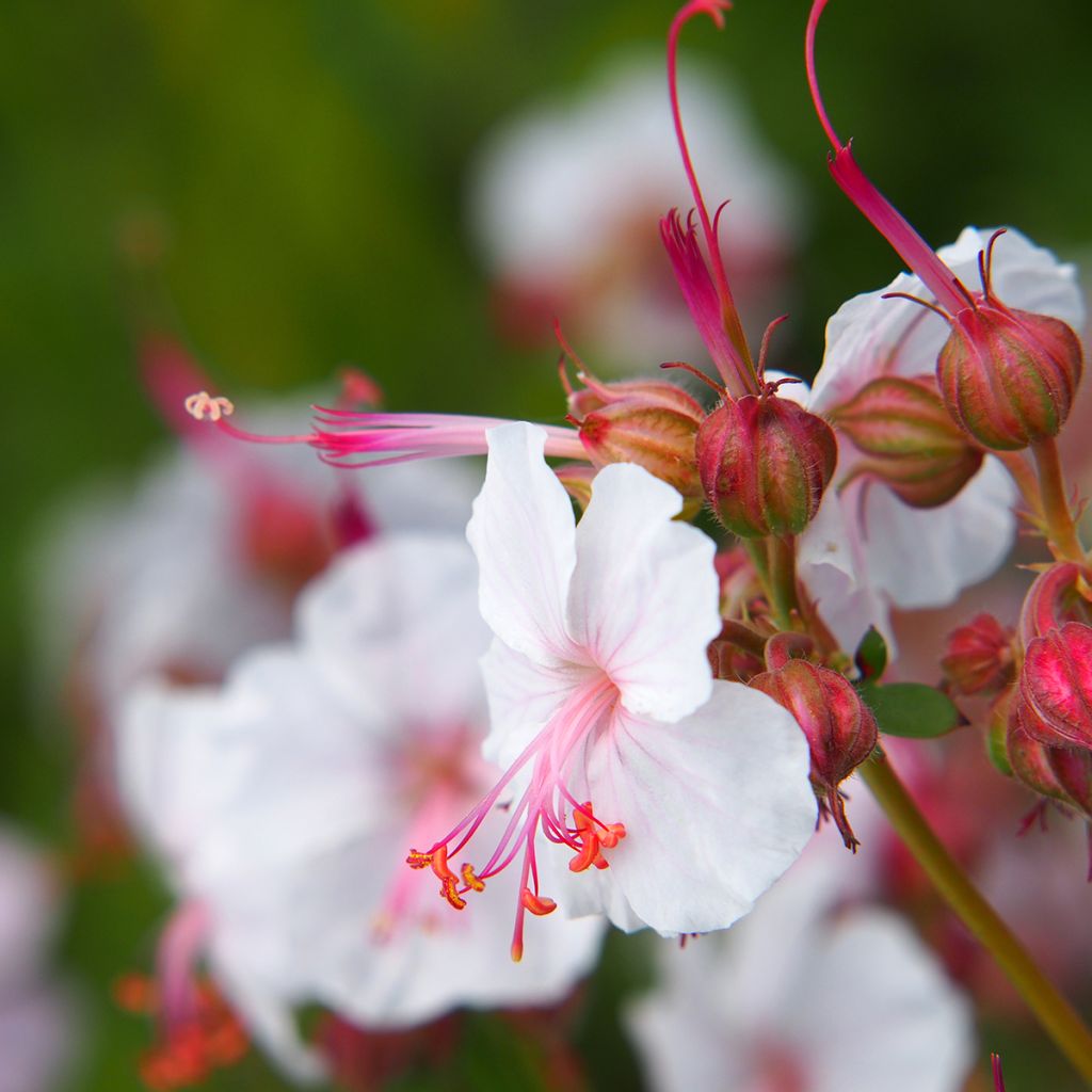 Geranium cantabrigiense Biokovo