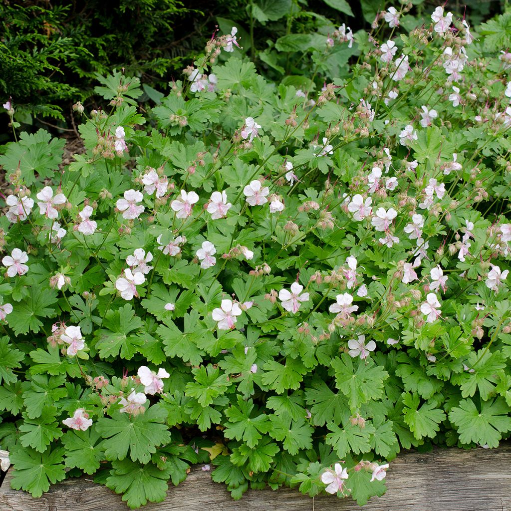 Geranium cantabrigiense Biokovo