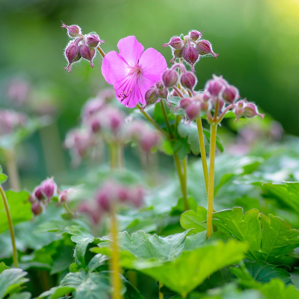 Geranium cantabrigiense Karmina