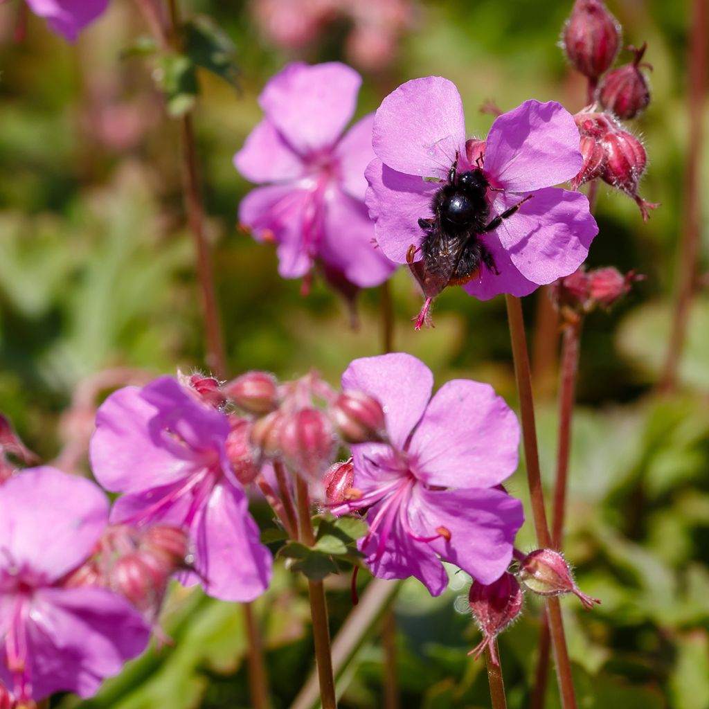 Geranium cantabrigiense Karmina