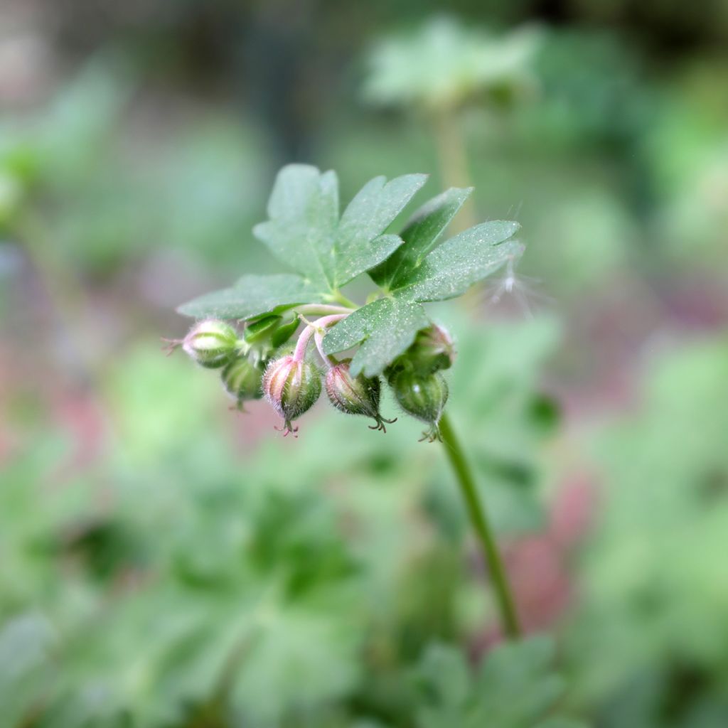 Geranium cantabrigiense St Ola