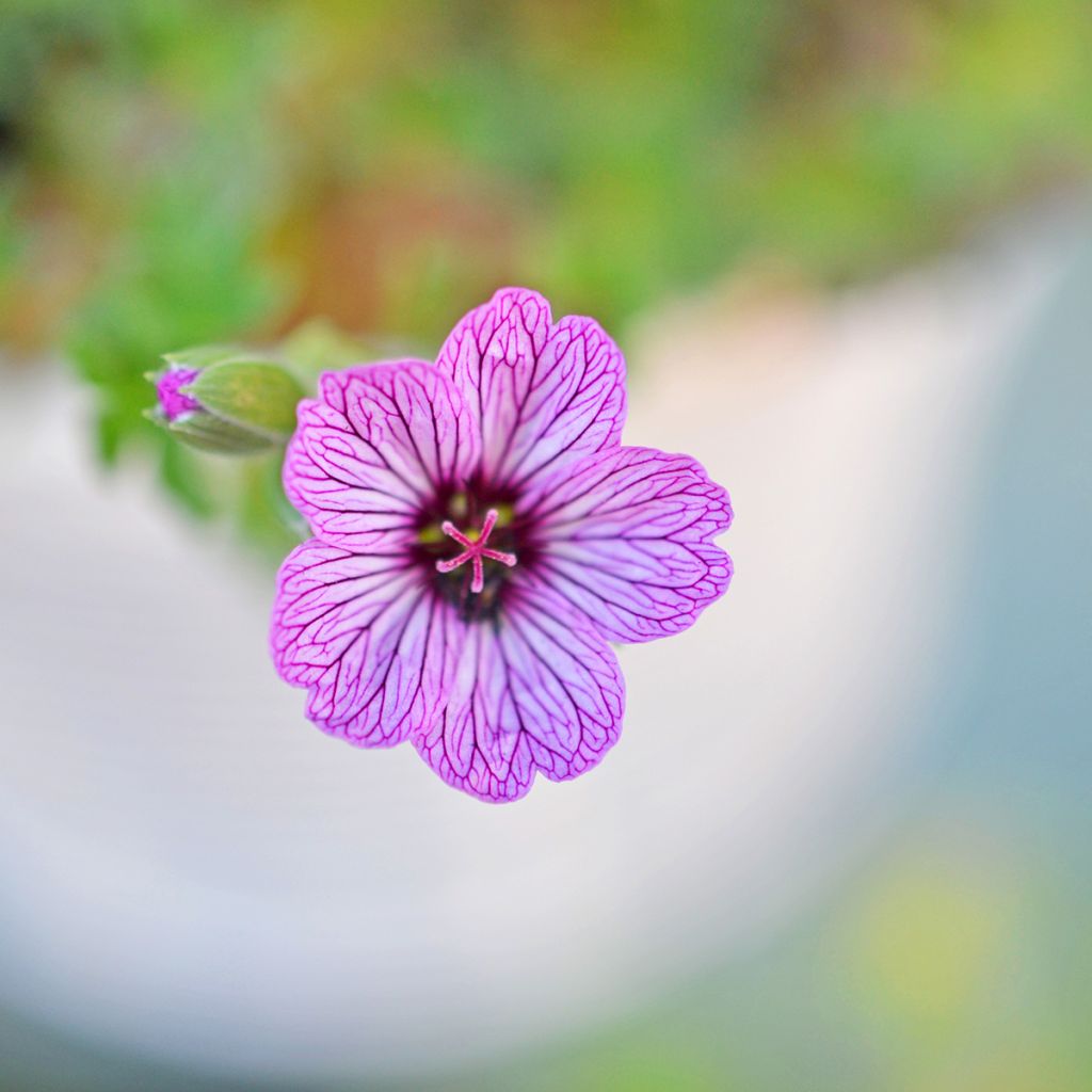 Geranium cinereum Ballerina