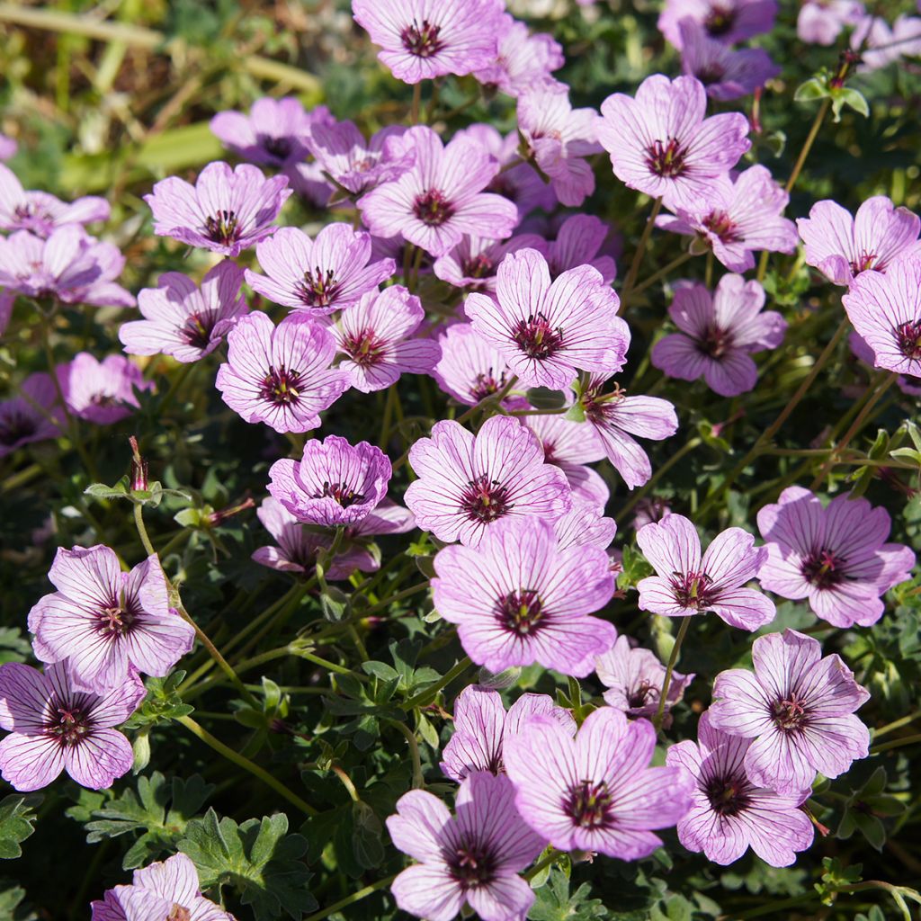 Geranium cinereum Ballerina