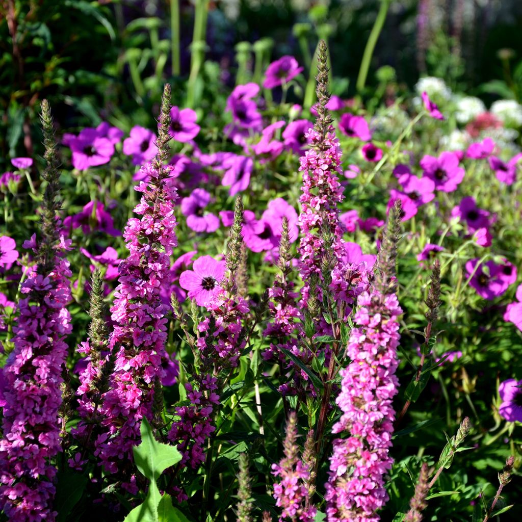 Geranium cinereum v. subcaulescens