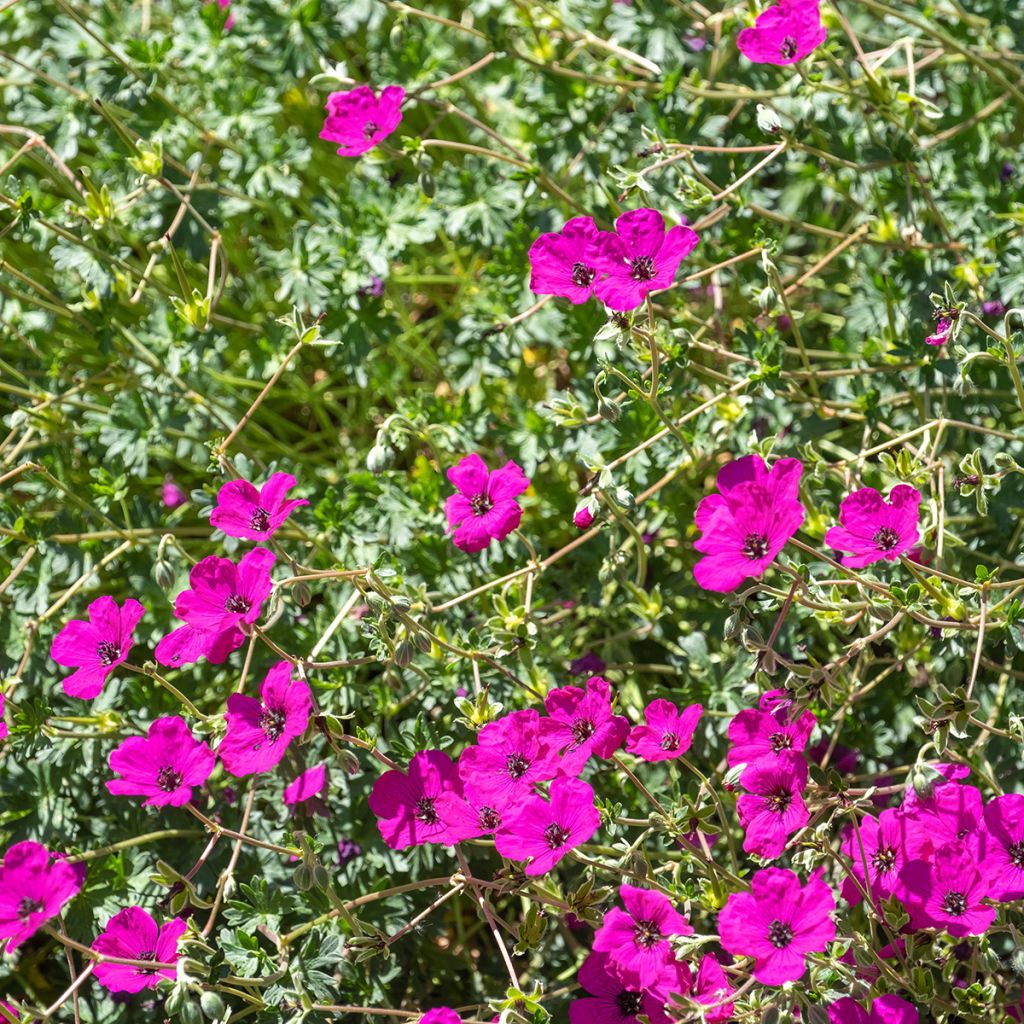 Geranium cinereum v. subcaulescens