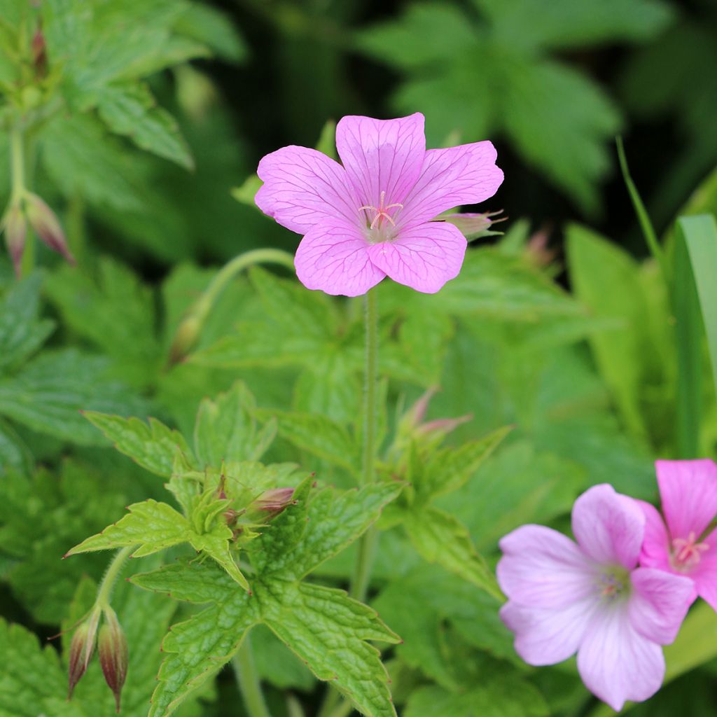 Geranium endressii Wargrave Pink