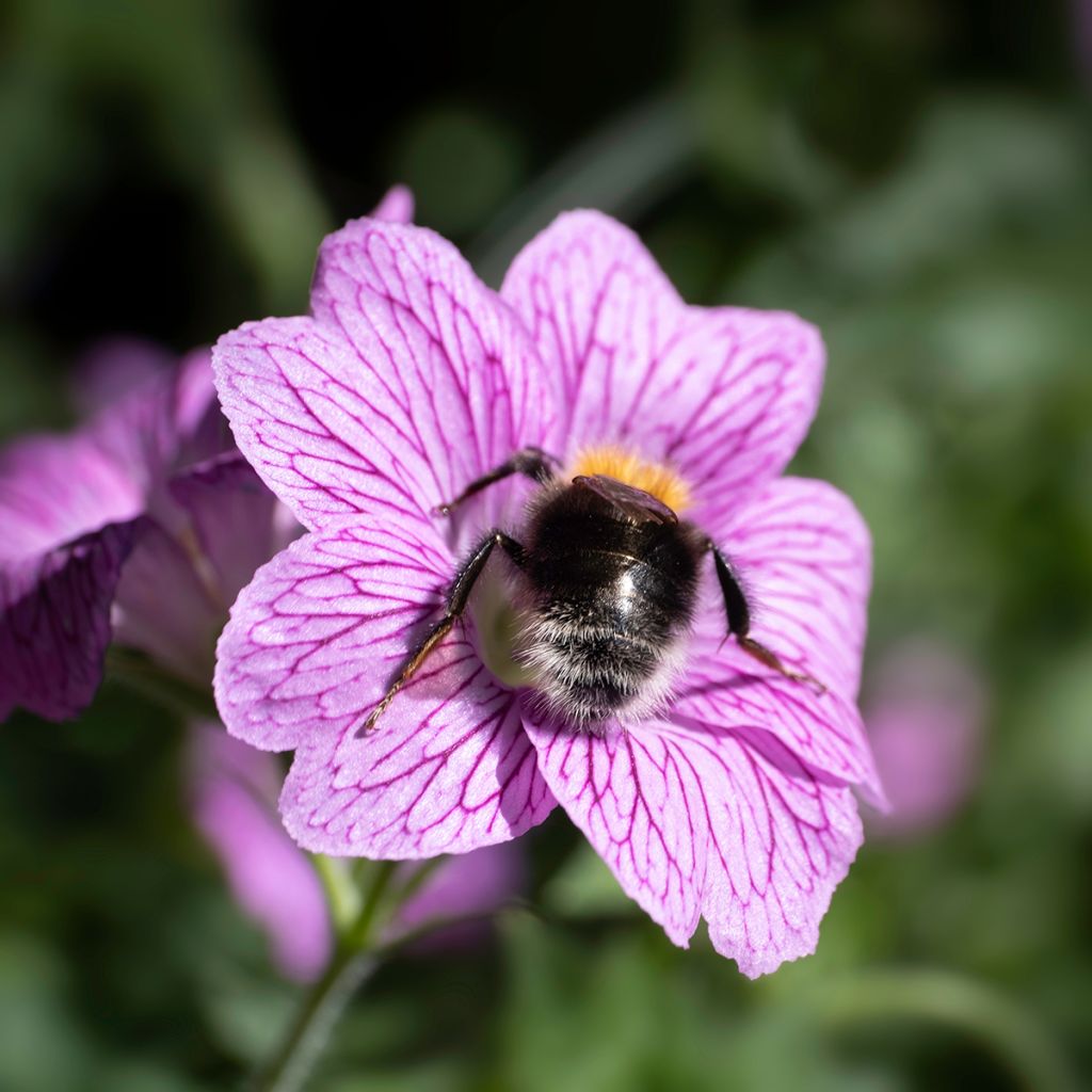 Geranium endressii Wargrave Pink