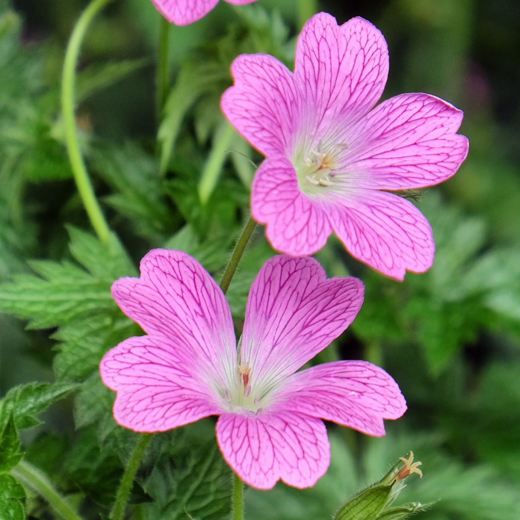 Geranium endressii Wargrave Pink