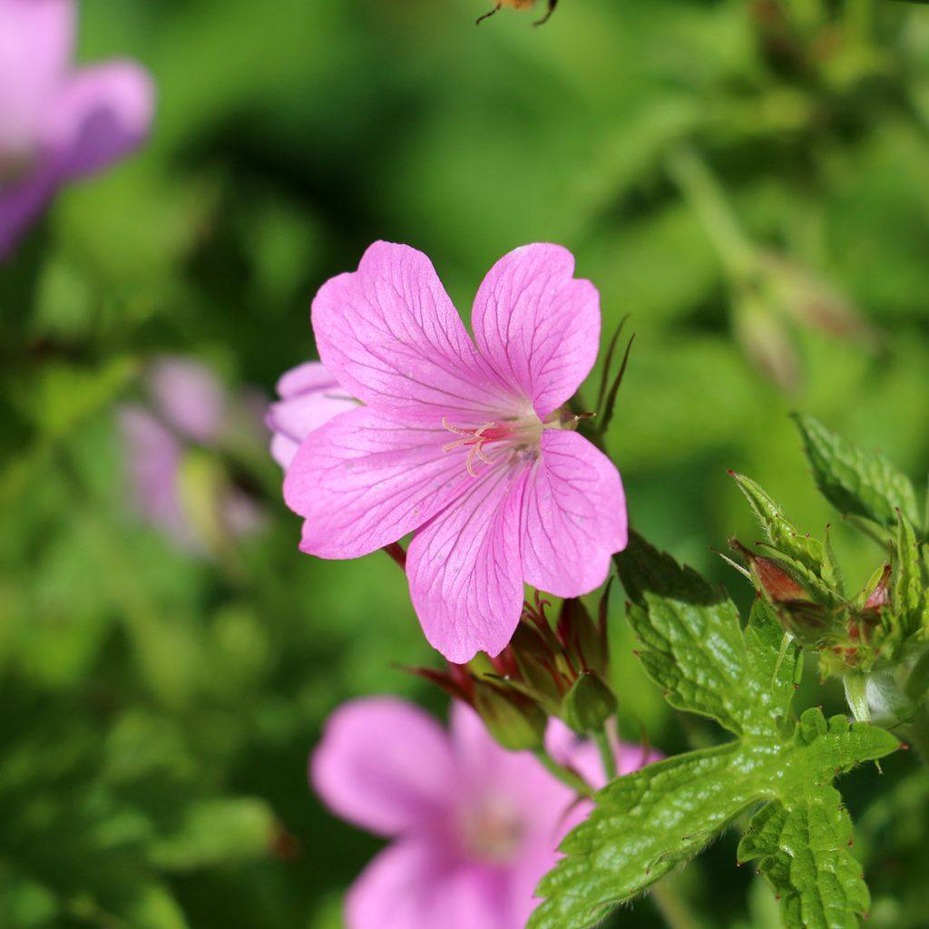 Geranium endressii Wargrave Pink