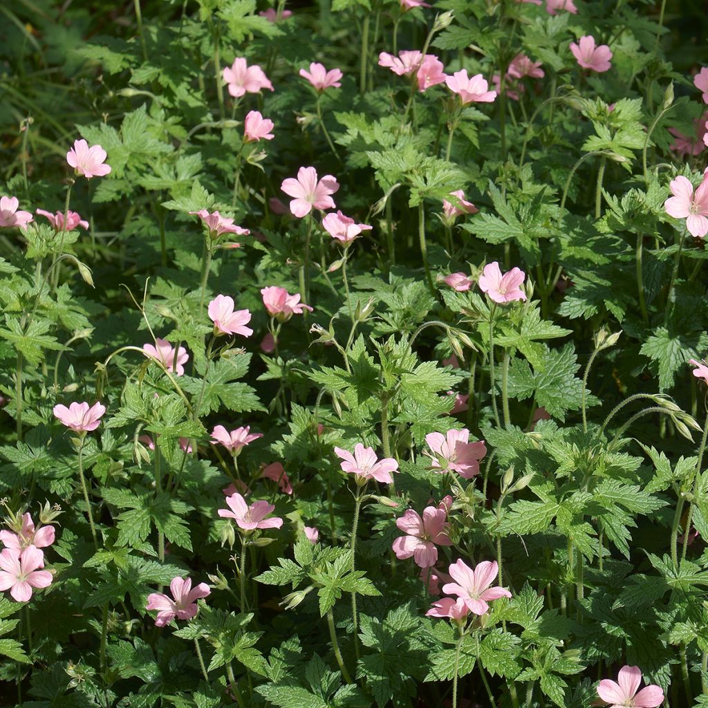 Geranium endressii - Endres cranesbill