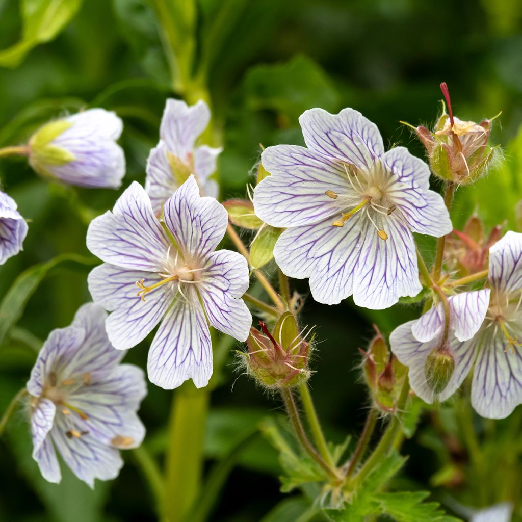 Geranium ibericum subsp. Jubatum White Zigana