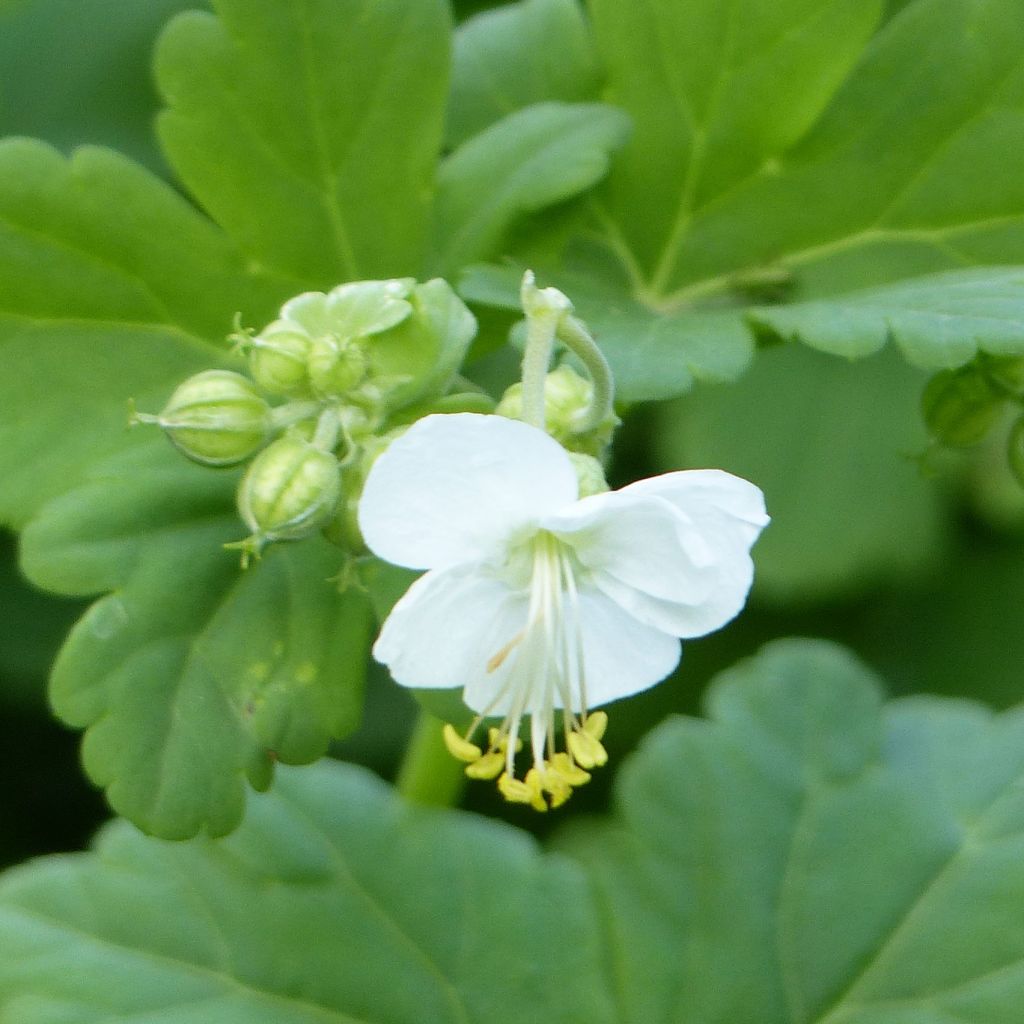 Geranium vivace macrorhizum White Ness - Géranium à grosse racines, à fleurs blanches.