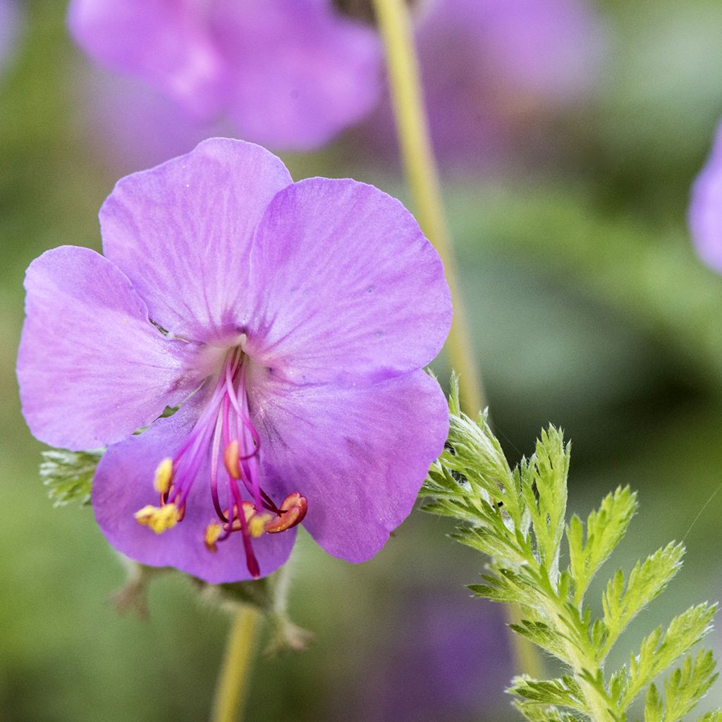 Geranium macrorrhizum - Bigroot Geranium