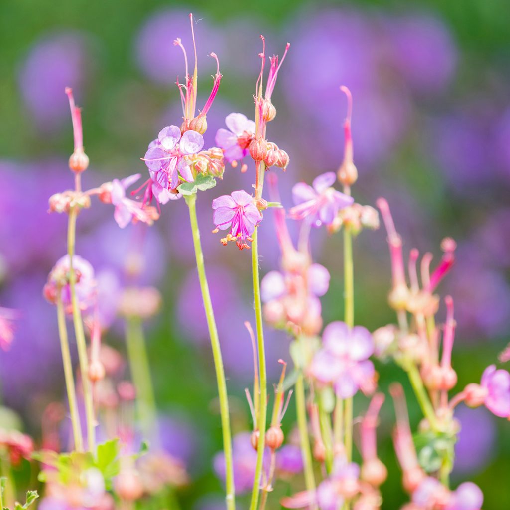 Geranium macrorrhizum - Bigroot Geranium