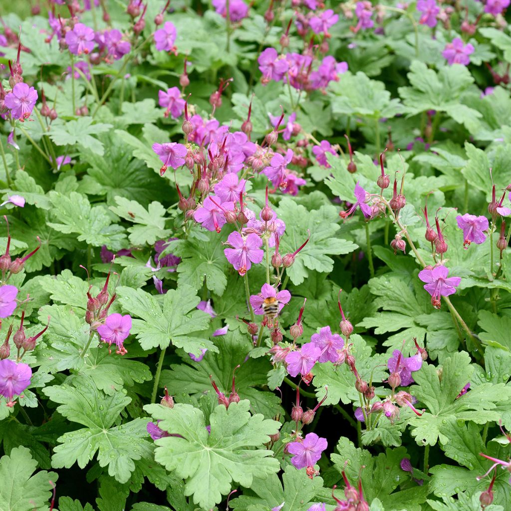 Geranium macrorrhizum - Bigroot Geranium