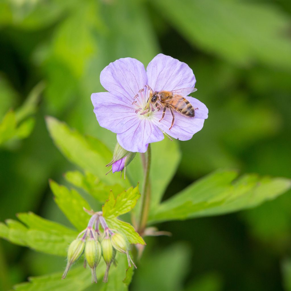 Geranium maculatum