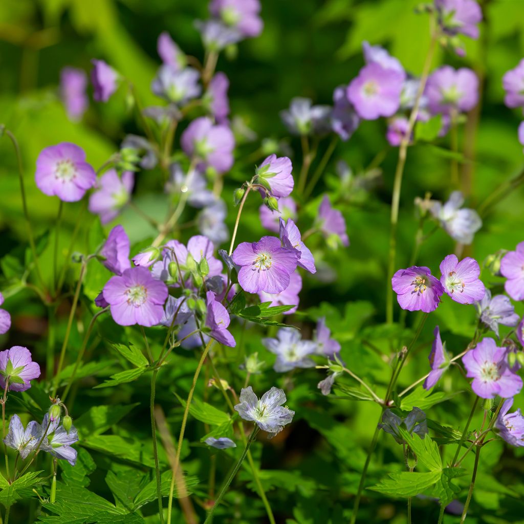 Geranium maculatum