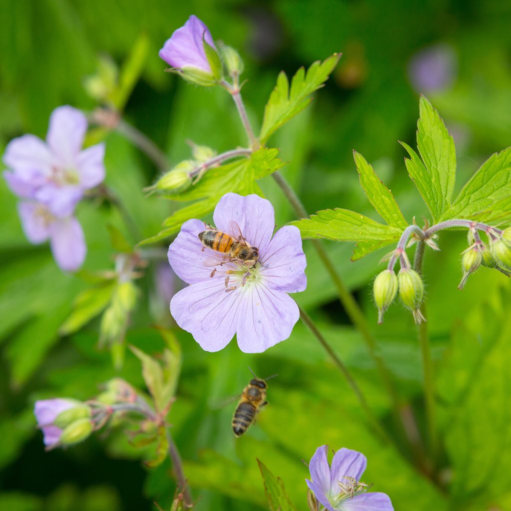 Geranium maculatum