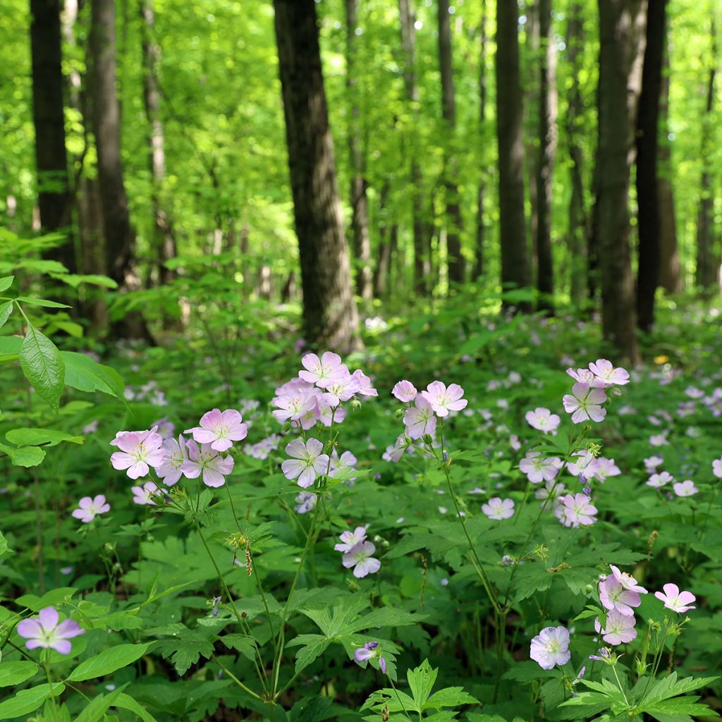 Geranium maculatum