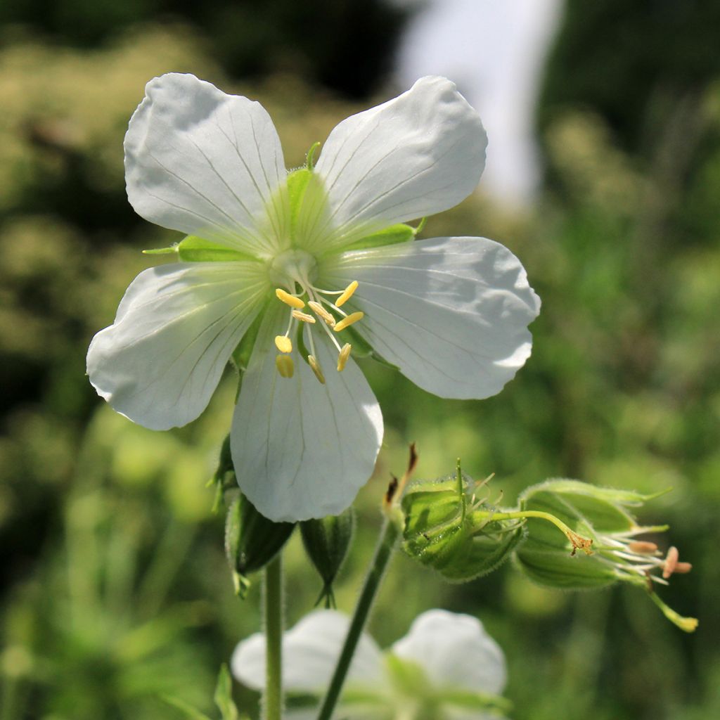 Geranium maculatum var.album