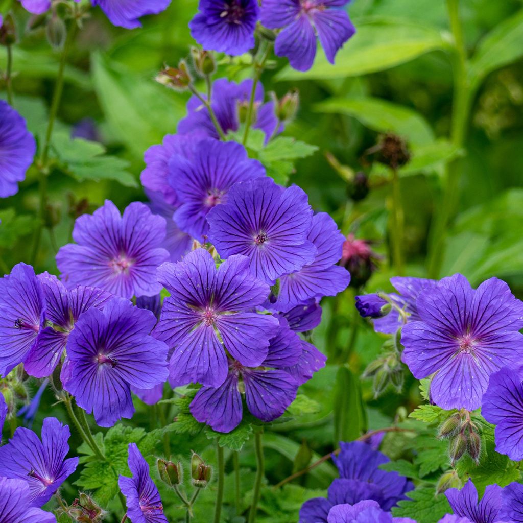 Geranium magnificum Rosemoor