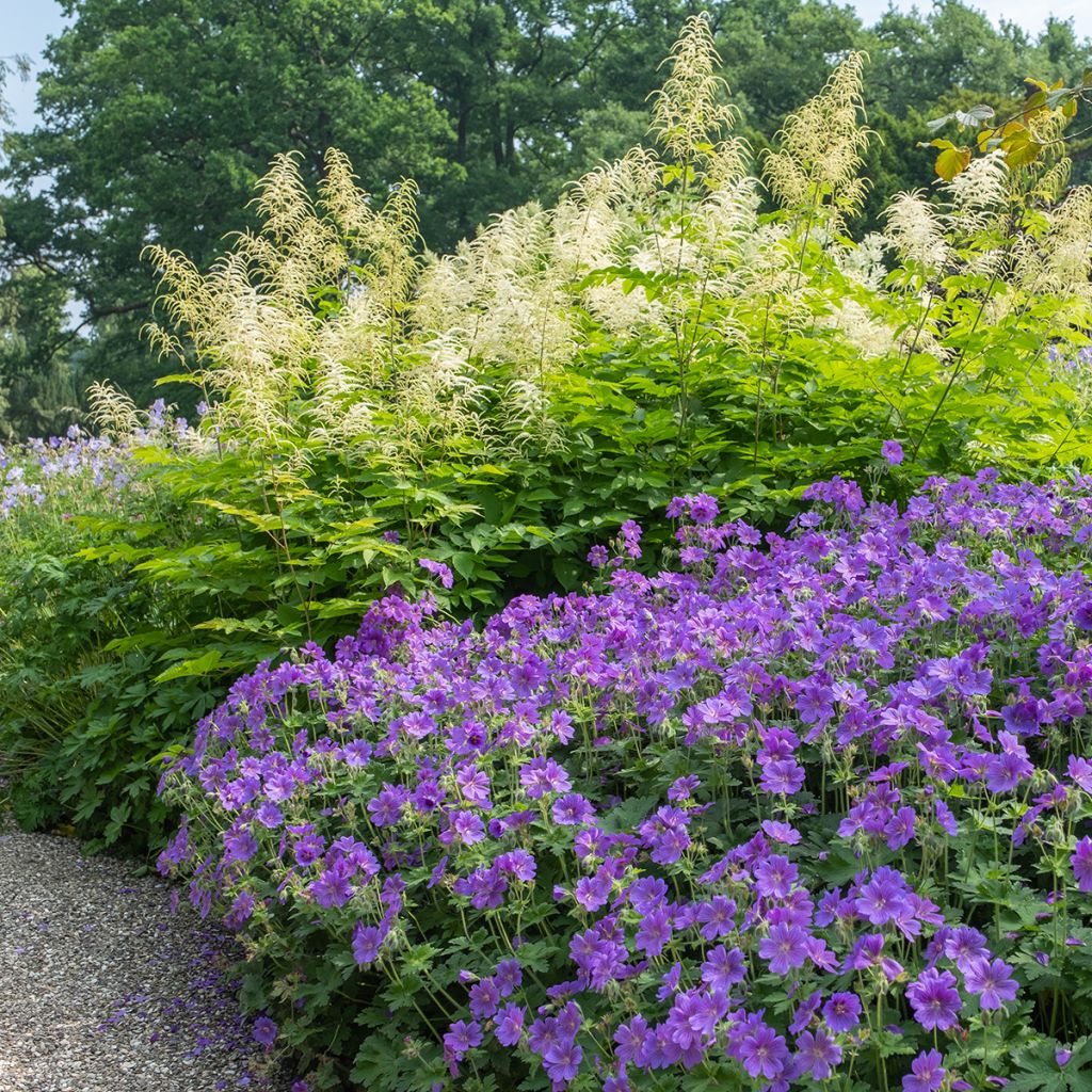 Geranium magnificum Rosemoor