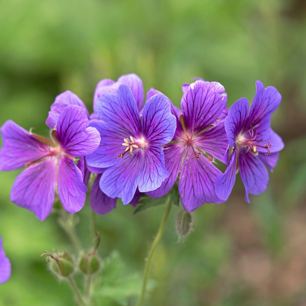 Geranium magnificum