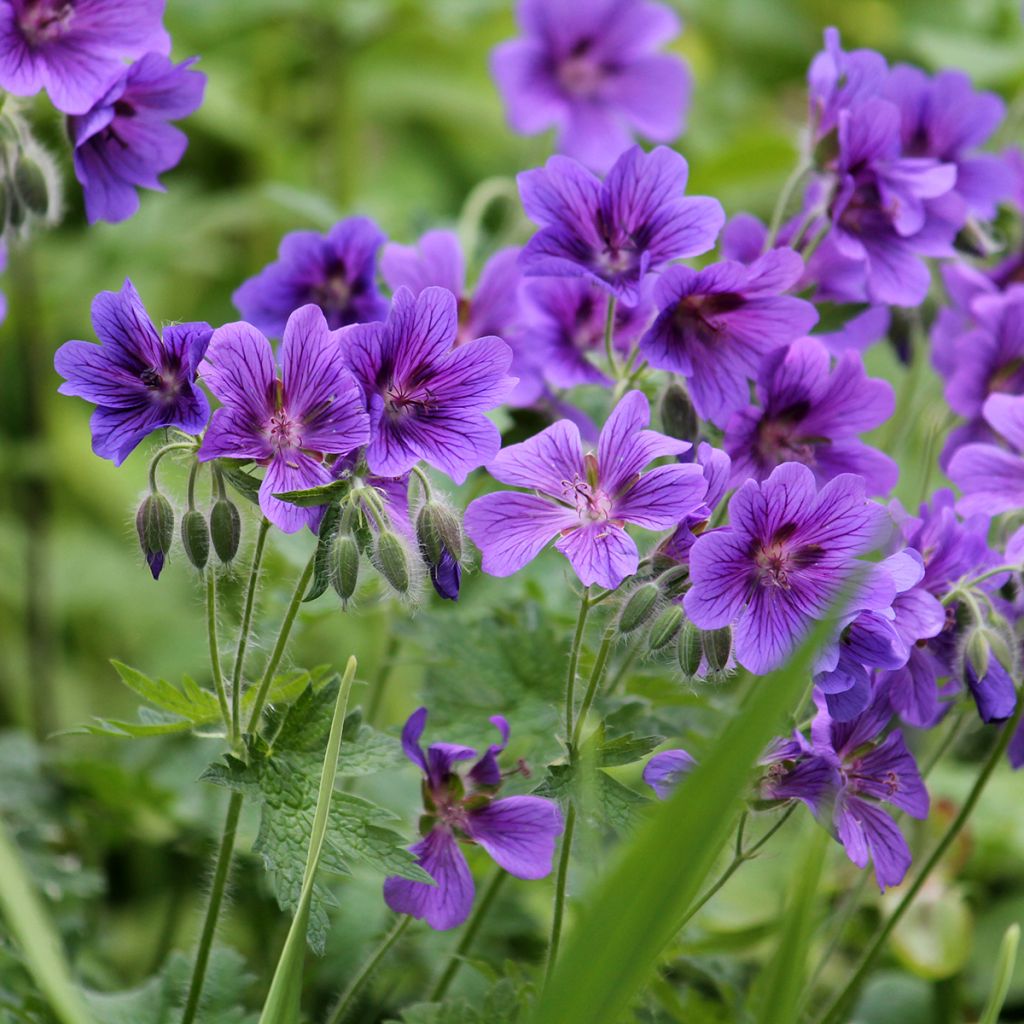 Geranium magnificum