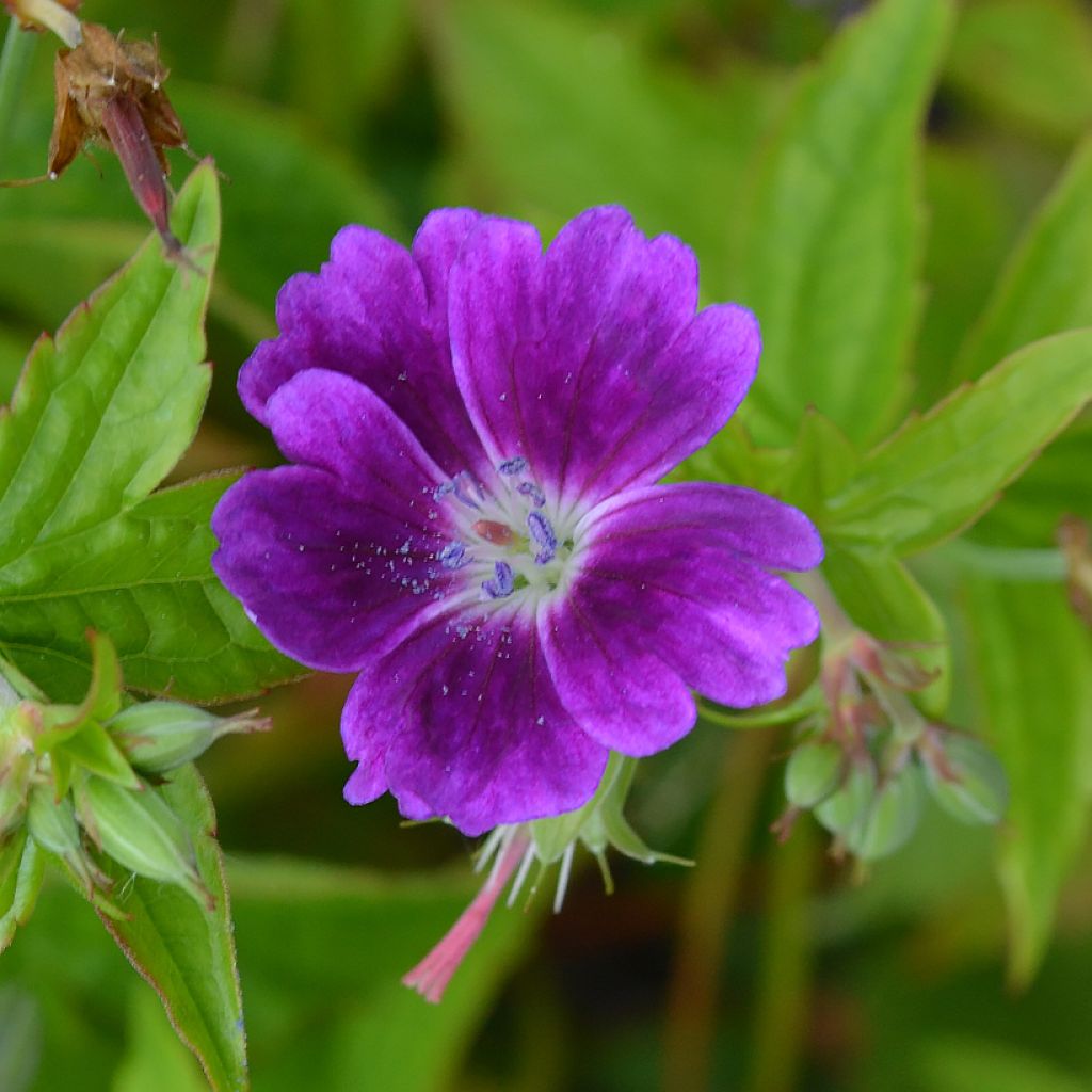 Geranium nodosum Tonys Talisman