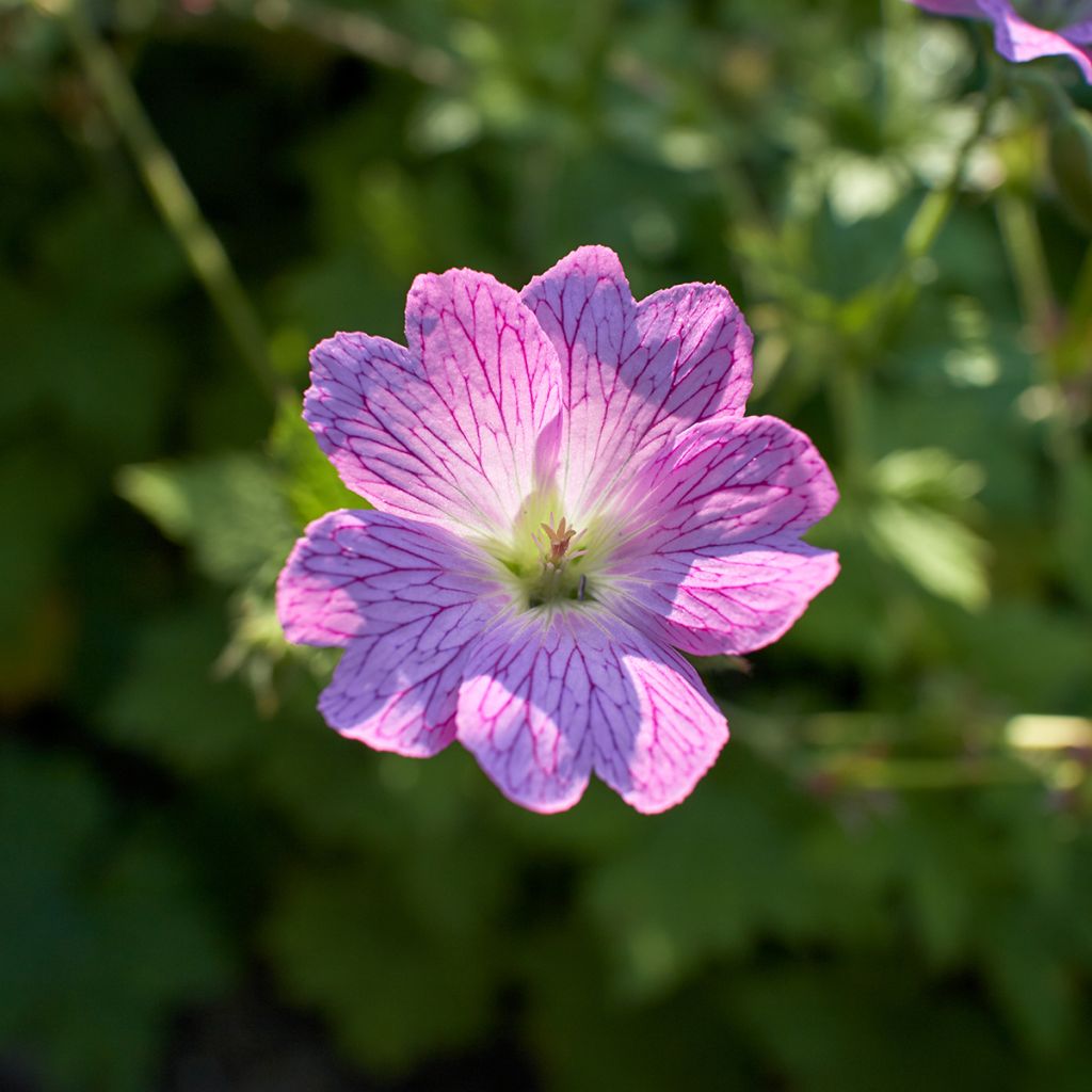 Geranium oxonianum Claridge Druce