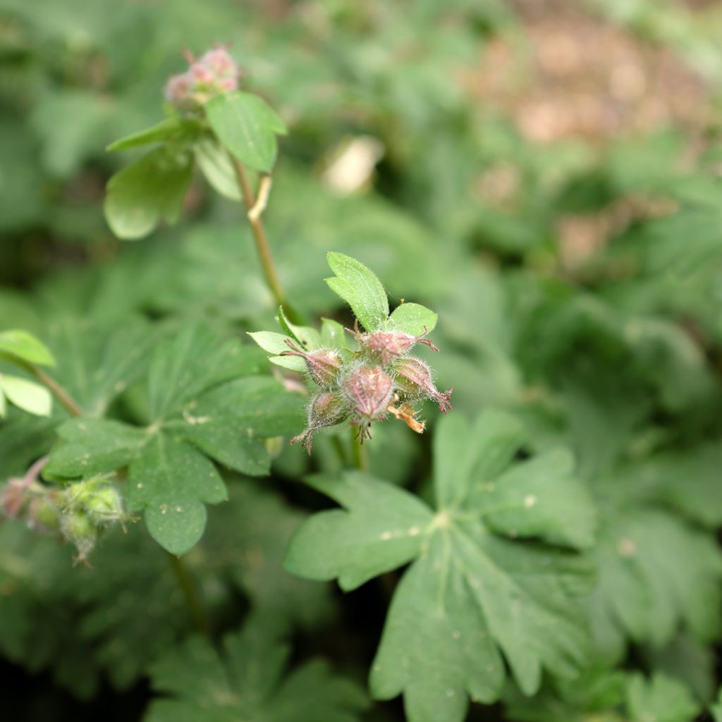 Geranium oxonianum Claridge Druce