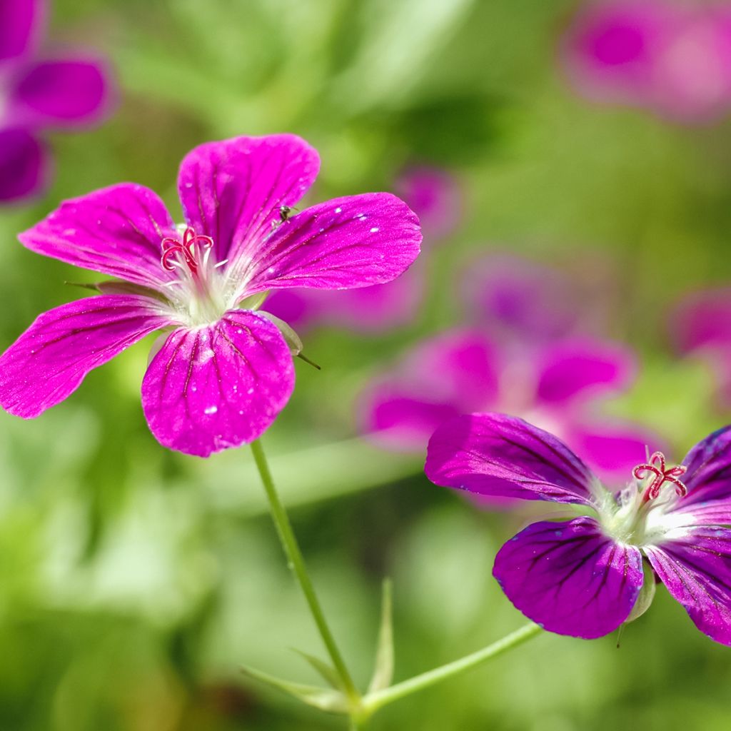 Geranium palustre