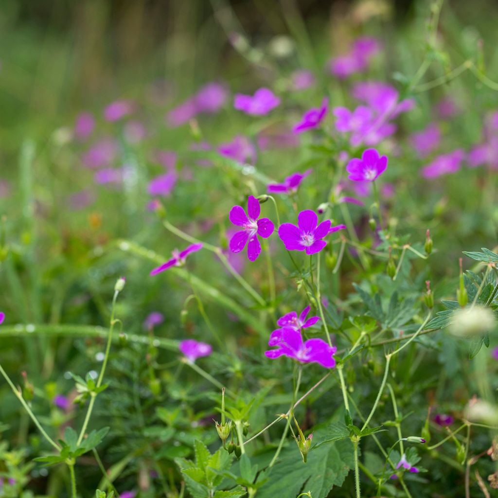 Geranium palustre