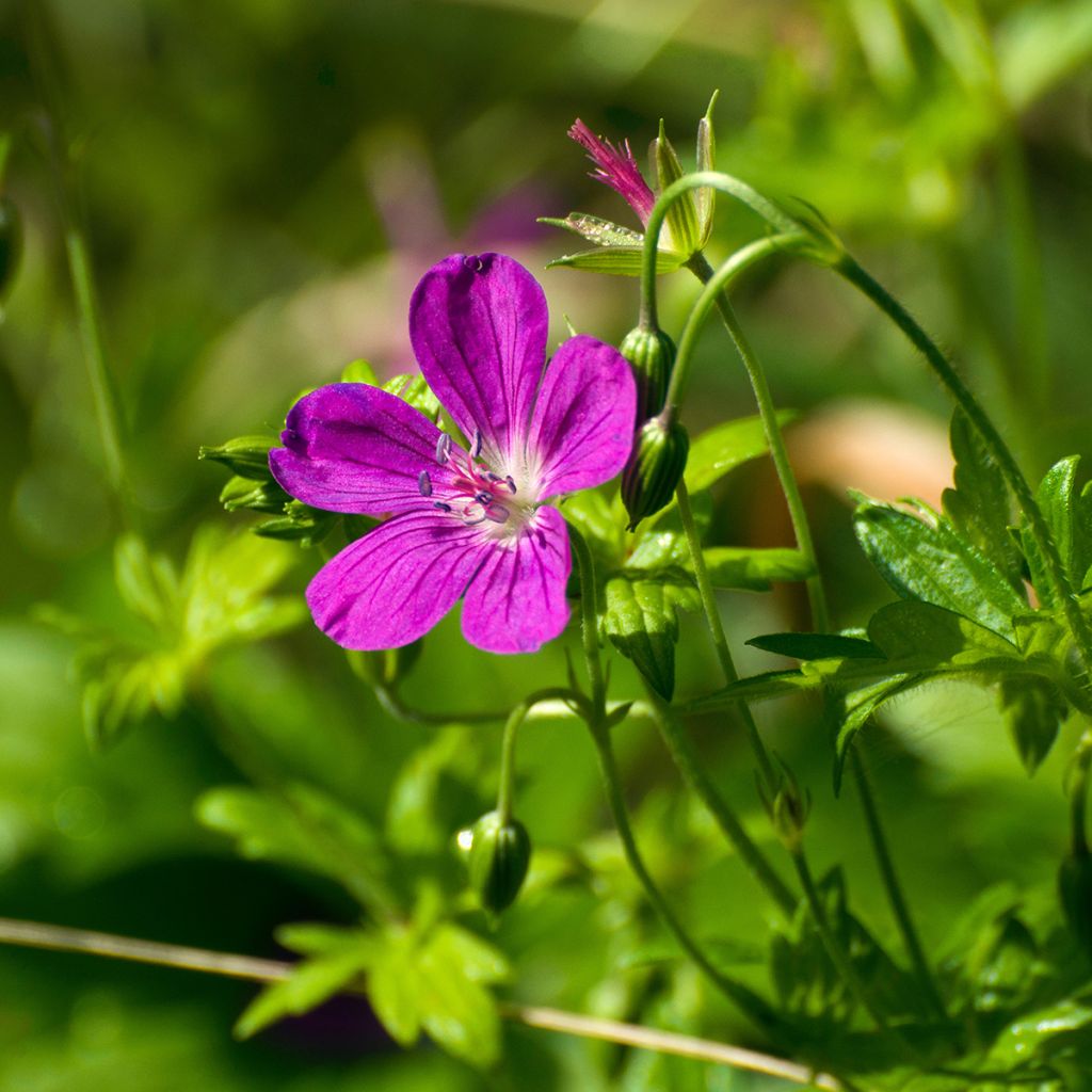 Geranium palustre