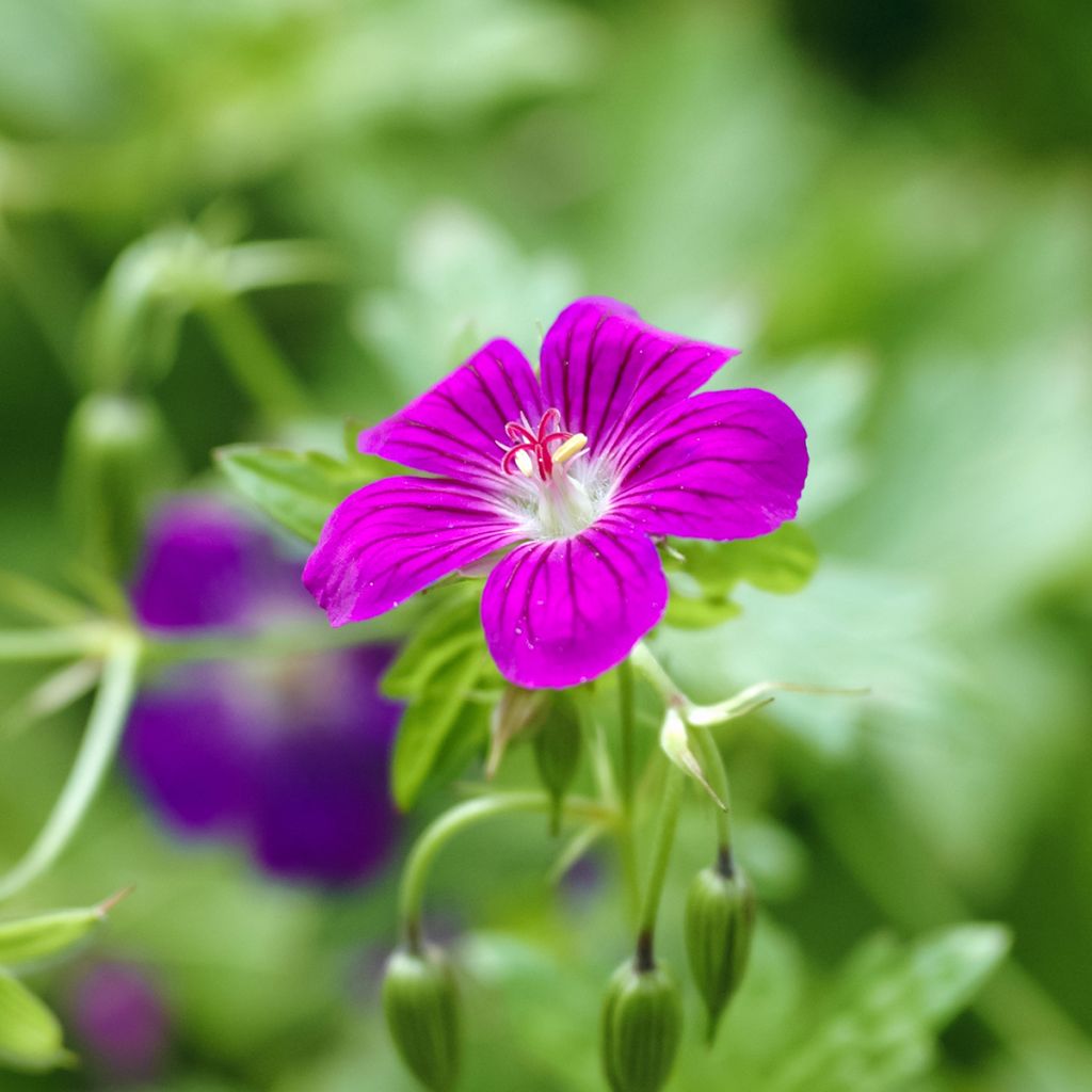 Geranium palustre