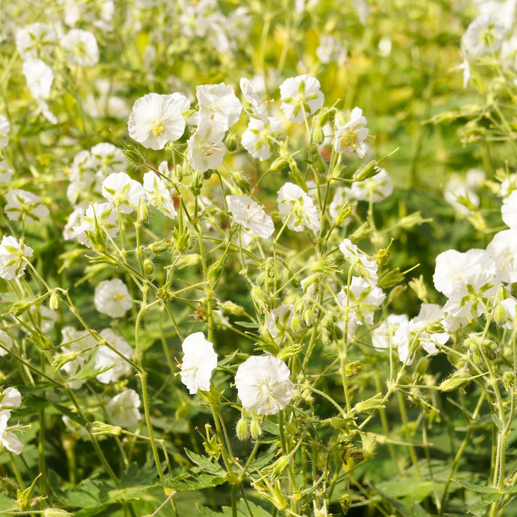 Geranium phaeum Album