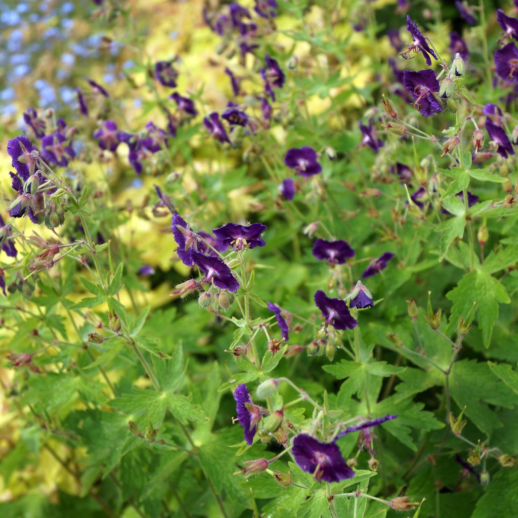 Geranium phaeum Lily Lovell