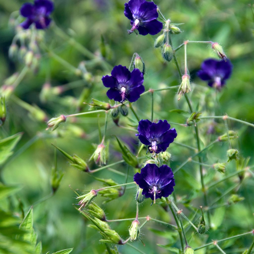 Geranium phaeum Lily Lovell