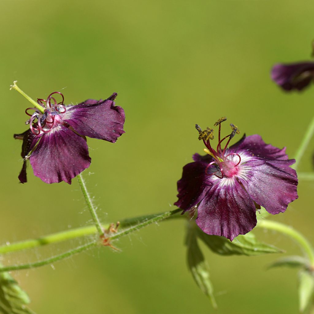 Geranium phaeum Mourning Widow