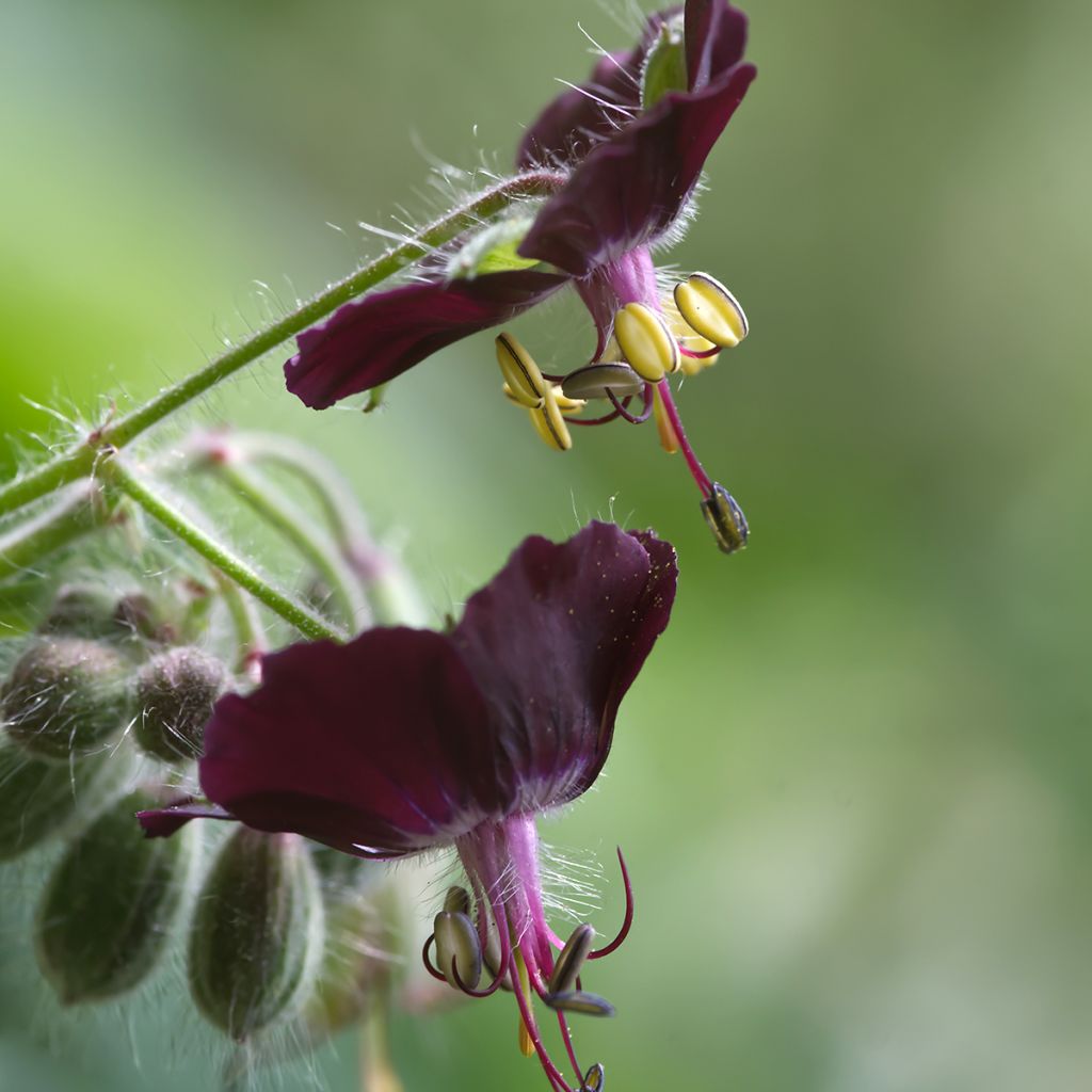 Geranium phaeum Mourning Widow