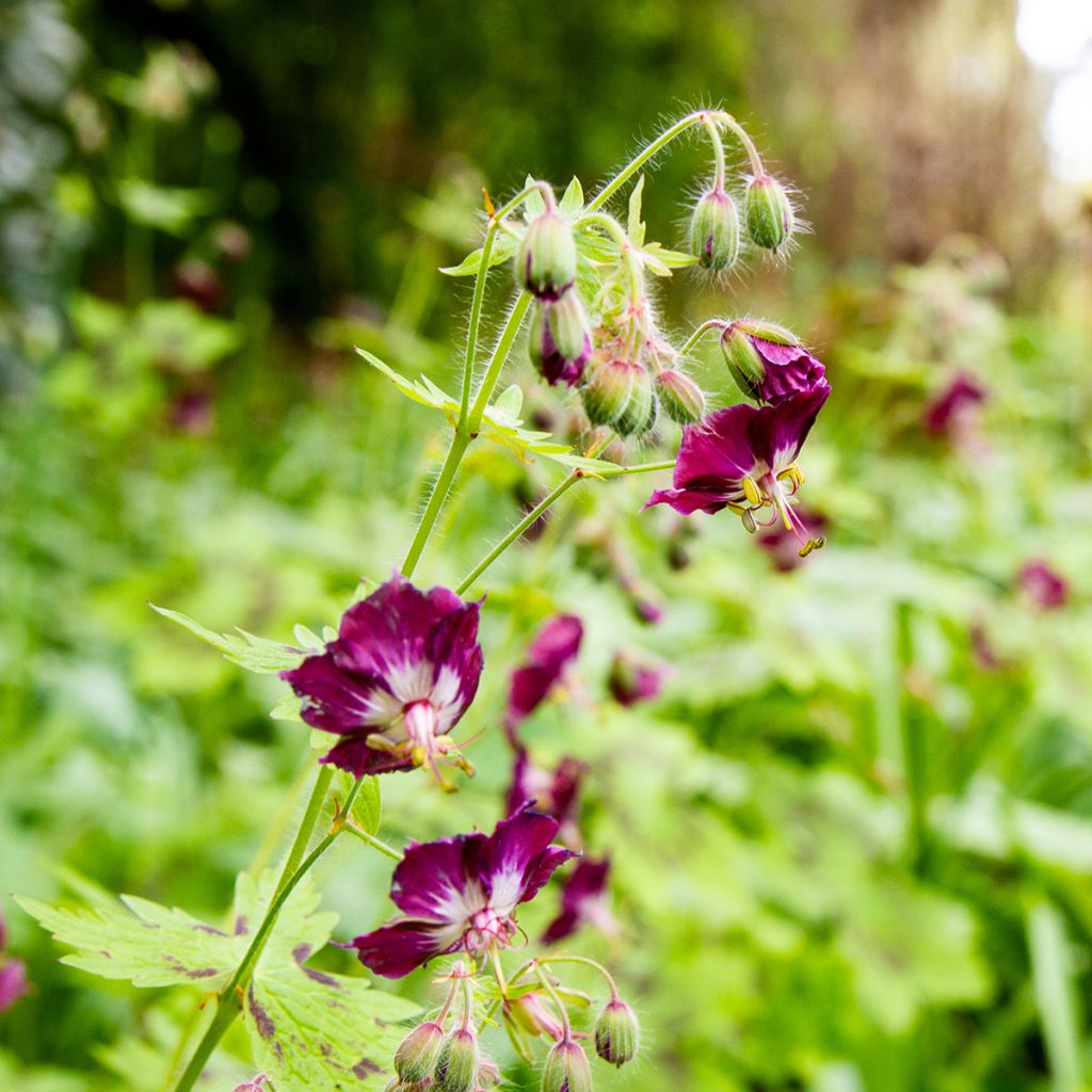 Geranium phaeum Mourning Widow